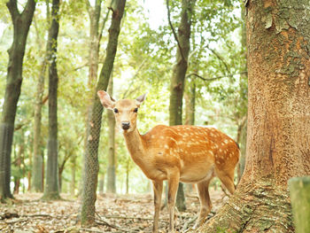 Portrait of giraffe in forest