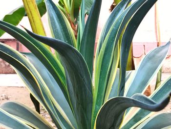 Close-up of plant