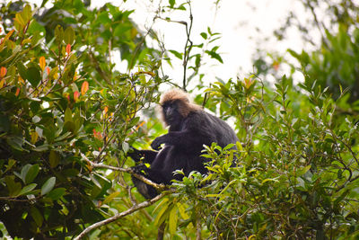 Low angle view of monkey on tree