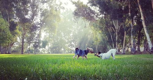 People standing in a field