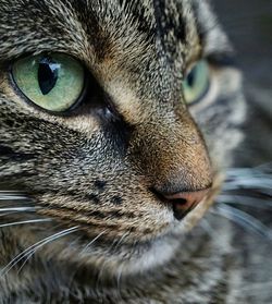 Close-up portrait of cat