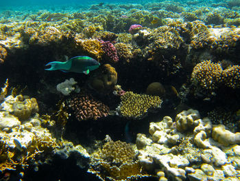 Fish swimming in sea