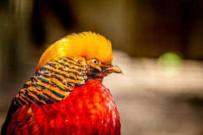 Male golden pheasant. chrysolophus pictus. portrait of chinese pheasant. rainbow pheasant. 