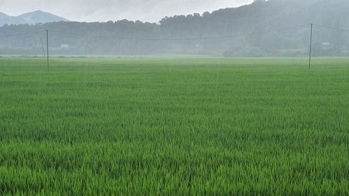 Scenic view of agricultural field