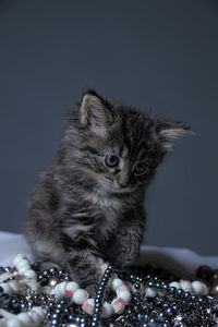 Close-up of a cat looking away