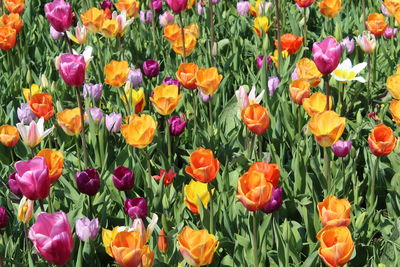 Close-up of multi colored tulips in field