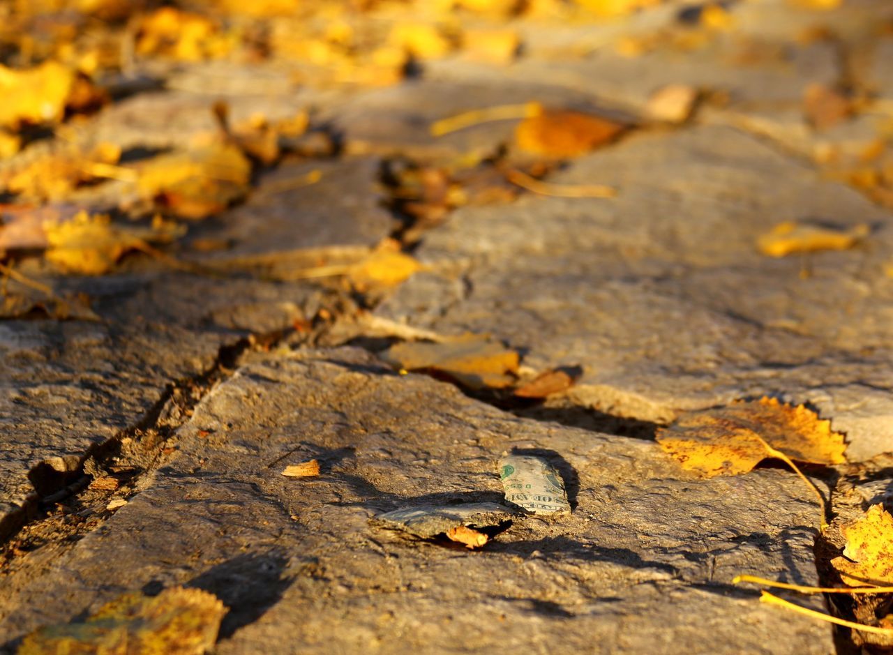 yellow, autumn, nature, leaf, selective focus, change, rock - object, fallen, textured, close-up, surface level, dry, outdoors, tranquility, sunlight, beauty in nature, no people, falling, season, orange color