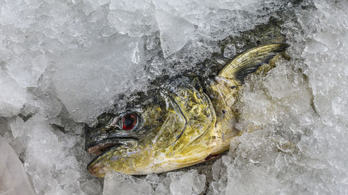 High angle view of fish on frozen sea