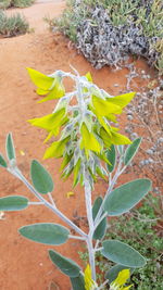 Close-up of plant growing outdoors