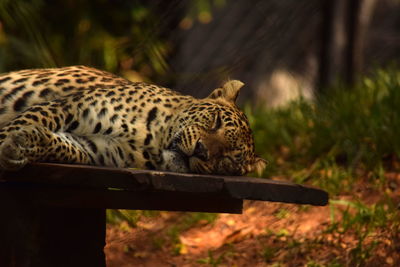 Close-up of tiger relaxing outdoors