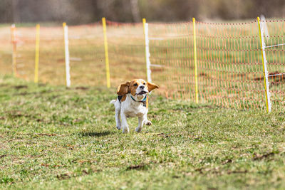 Dog running on field