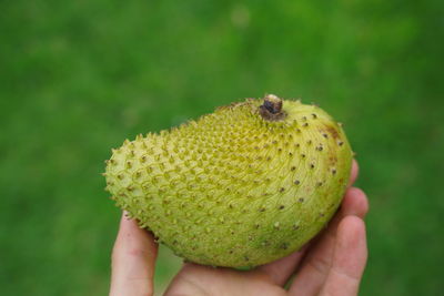 Close-up of hand holding fruit