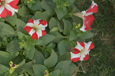 Close-up of red flowering plant