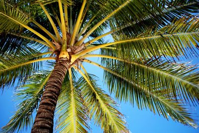 Low angle view of palm tree against sky