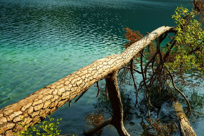 High angle view of driftwood by lake