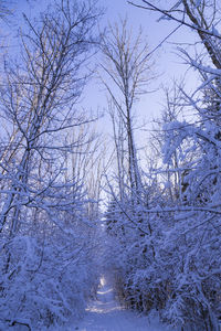 Bare trees in forest during winter