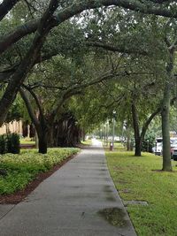 Road amidst trees in city