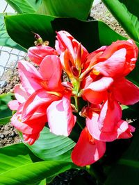 Close-up of red flowering plant