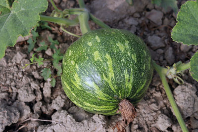 Close-up of fruit growing on field