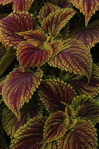 Colourful leaves of painted nettles solenostemon