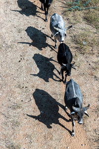 High angle view of dog on shadow