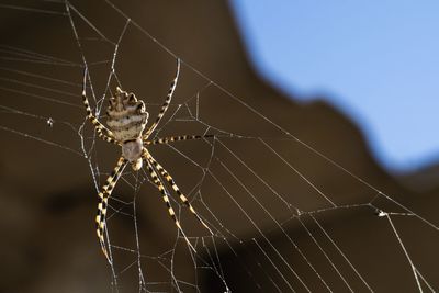 Close-up of argiope lobata spider on web