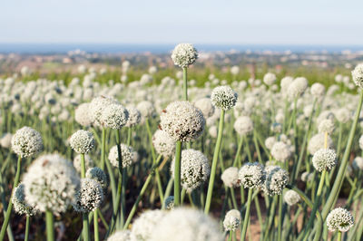 Close-up of white flowering plants on field