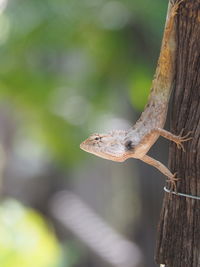 Close-up of lizard on tree trunk