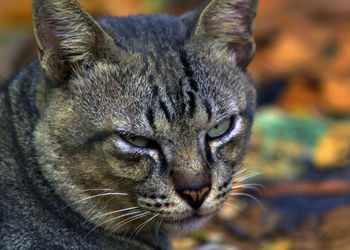 Close-up of a cat