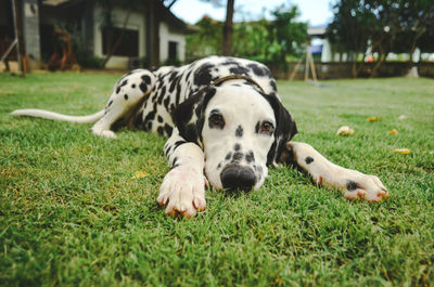 Close-up of a dog on grassland