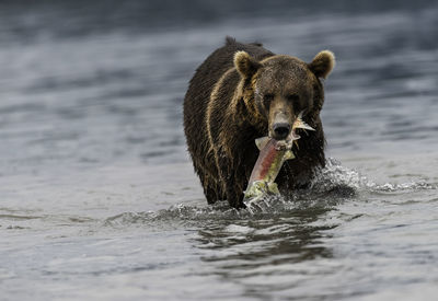 Brown bear hunt salmon fish