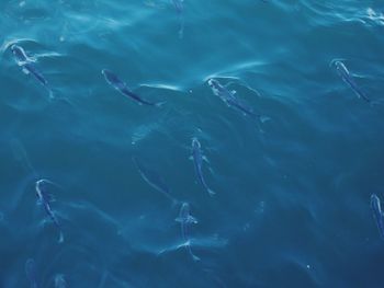 High angle view of fish swimming in water