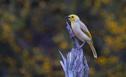 Close-up of bird perching on branch