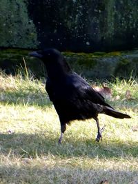 Black bird on field