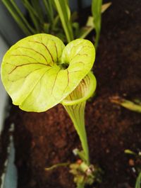 Close-up of plant