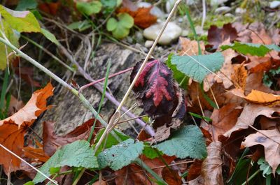 Close-up of dry autumn leaves