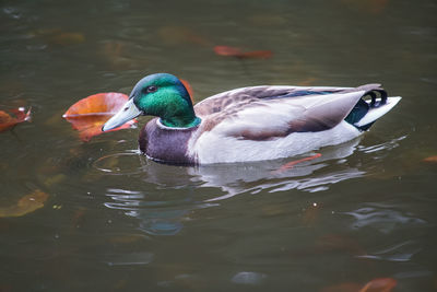 Duck swimming in lake