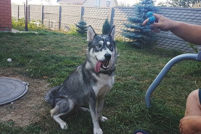 Midsection of person with dog