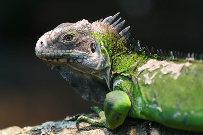 Close-up of a lesser antillean iguana 