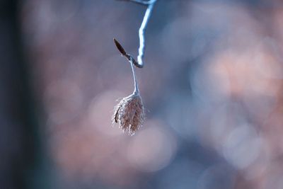 Close-up of dry plant