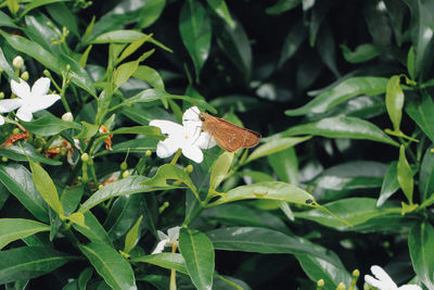 Close-up of butterfly on plant