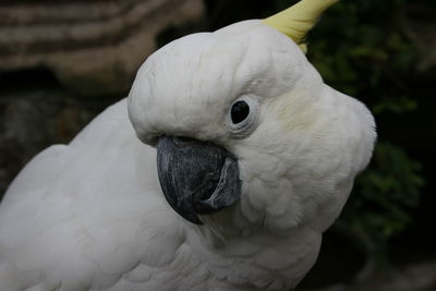 Beautiful white cacatuidae bird close up