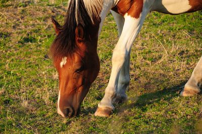 View of a horse on field