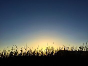 Plants growing on field at sunset
