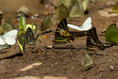 Butterfly on leaf