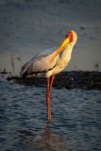 Yellow-billed stork stands in shallows turning head