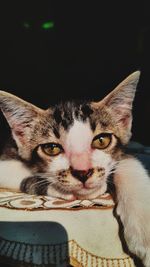 Close-up portrait of a cat