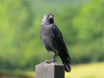 Close-up of bird perching on wood