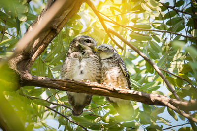 Low angle view of birds perching on tree