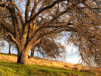 Trees on field against sky